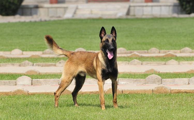 马犬,黑脸硬汉,一种不靠脸吃饭的狗狗