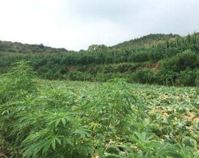 火麻- 热门商品专区