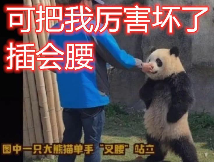 熊猫叉腰表情包图片