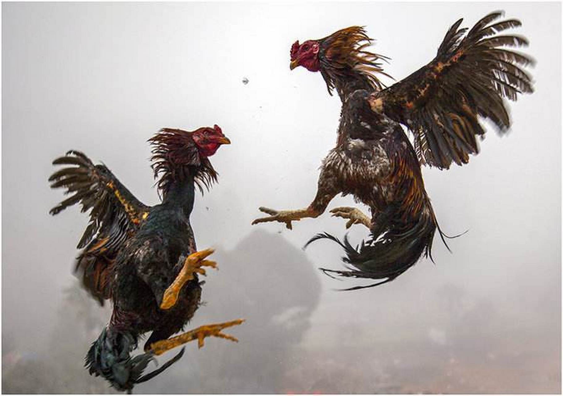 如唐玄宗最喜斗鸡.#百家文史