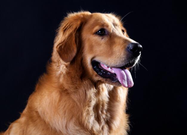 reddog红狗美国与nutramax官司:和解