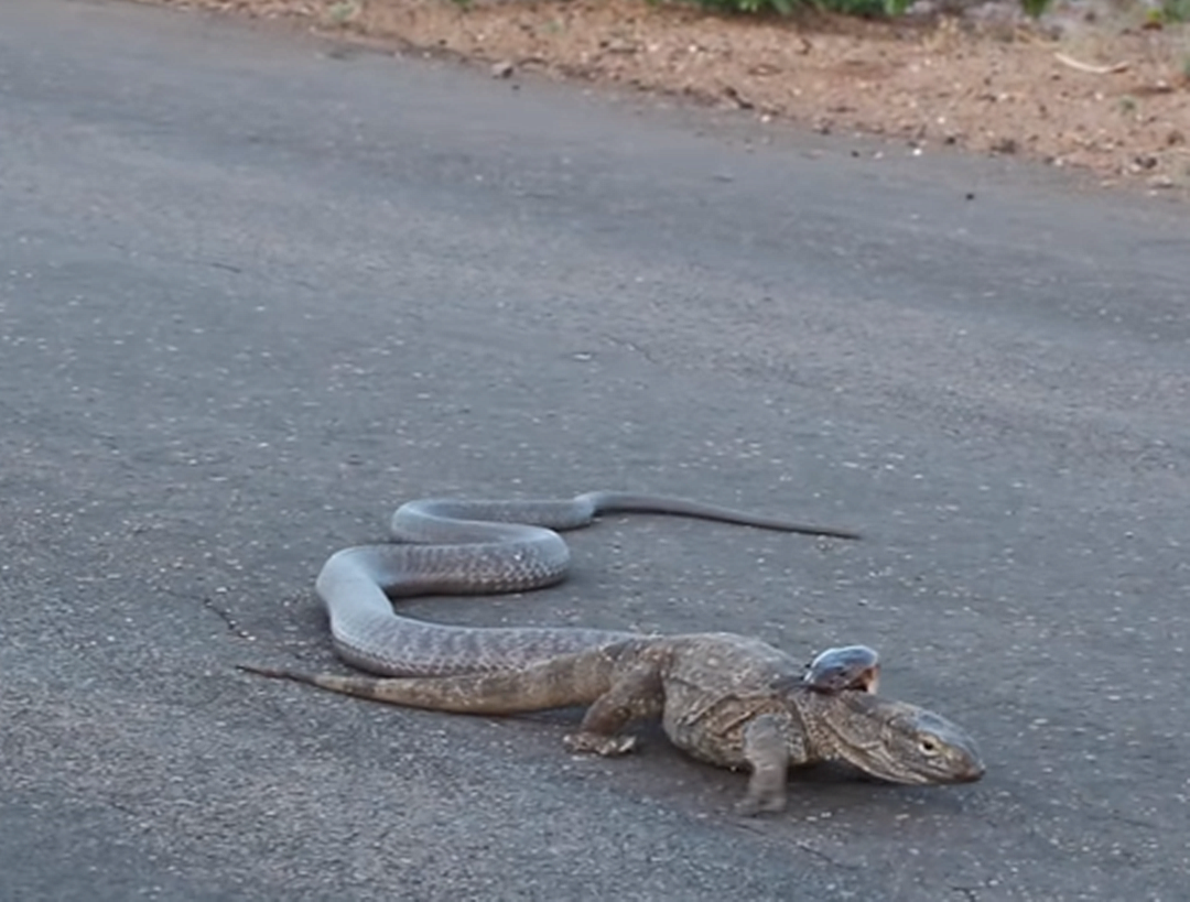 眼镜蛇和巨蜥谁更强?游客拍摄到,一场爬行动物之间的生死斗
