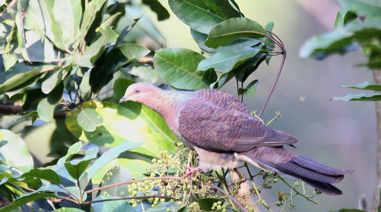 菲律宾鹃鸠(学名:macropygia tenuirostris)