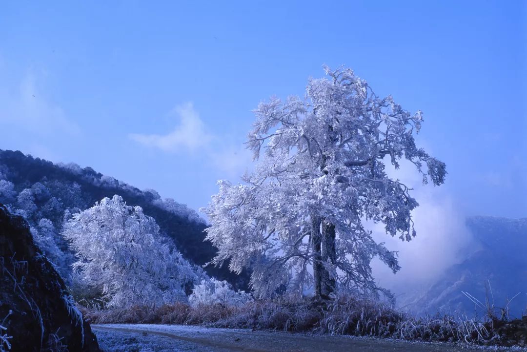 猫儿山惊现雾凇奇观!情怀满地都是,诗意这边独有