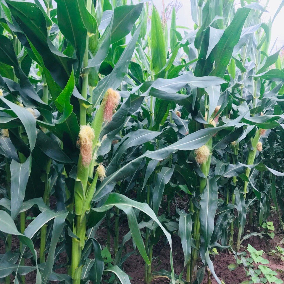 田地里的庄稼成熟了,一颗颗果实硕大而饱满.