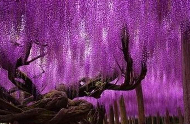 地球上最牛的5棵树,第一棵流有琼浆玉露,最后一棵买了上亿保险