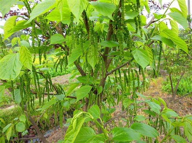 長果桑豐產技術大十果桑種植技術生態園種植長琦果苗出品