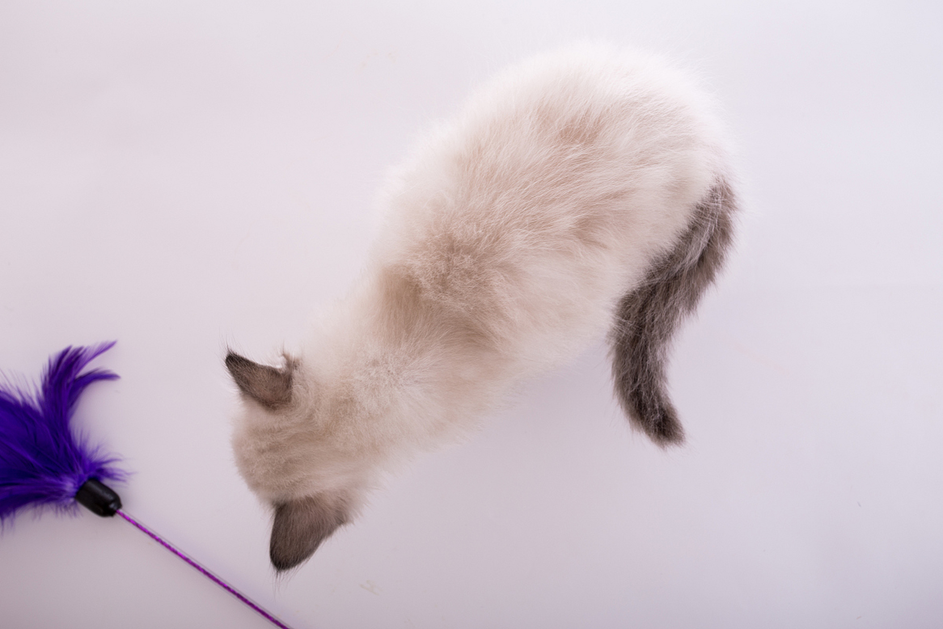 猫种马尾病该如何处理?