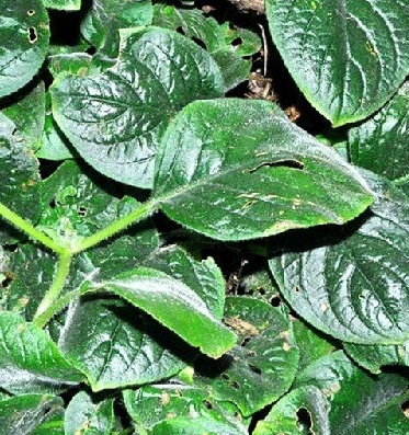 植物小百科:关于蟒蛇草你不得不知道的知识!