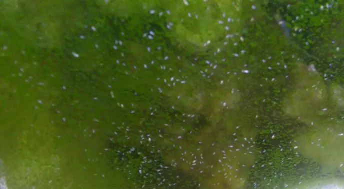鱼缸里有蛋白虫怎么办?