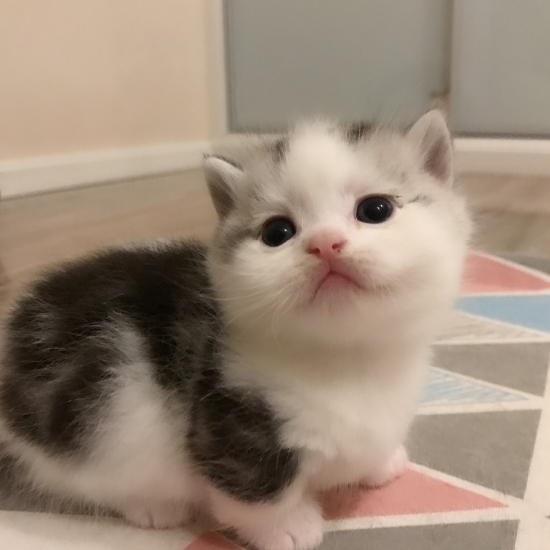 腊肠猫,性格很好呦,喜欢陪着主人