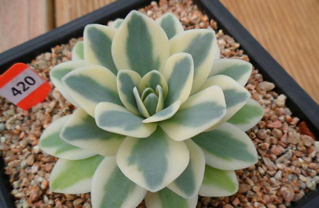 富士这种带锦的多肉植物,黄绿相间,漂亮到你怀疑人生