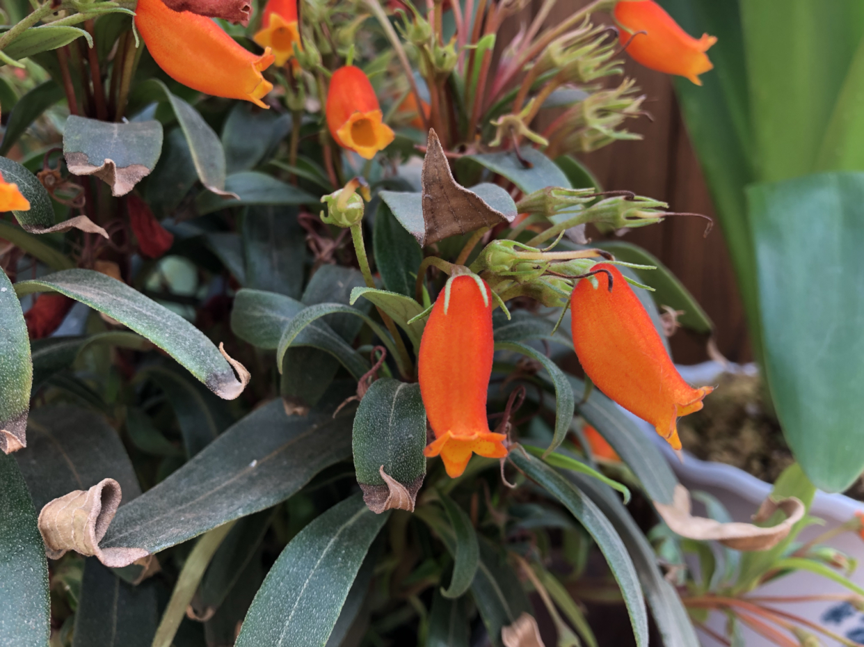 小岩桐花:橙红色的花朵与绿叶相映成趣又不失格调