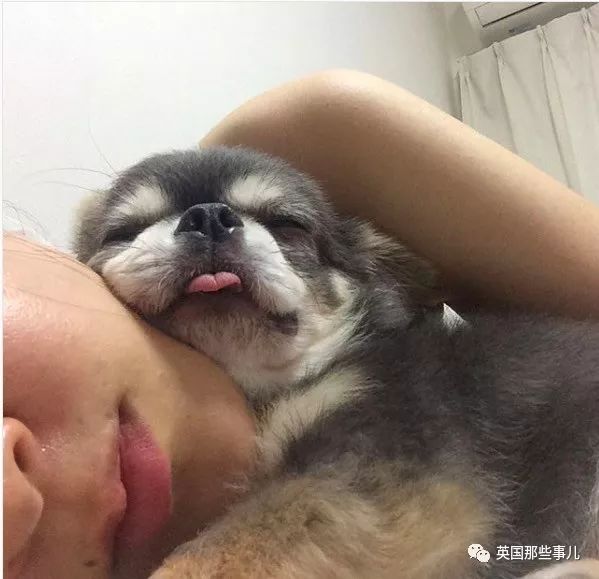 养一只超粘人超小只的狗狗……简直萌到犯规噜