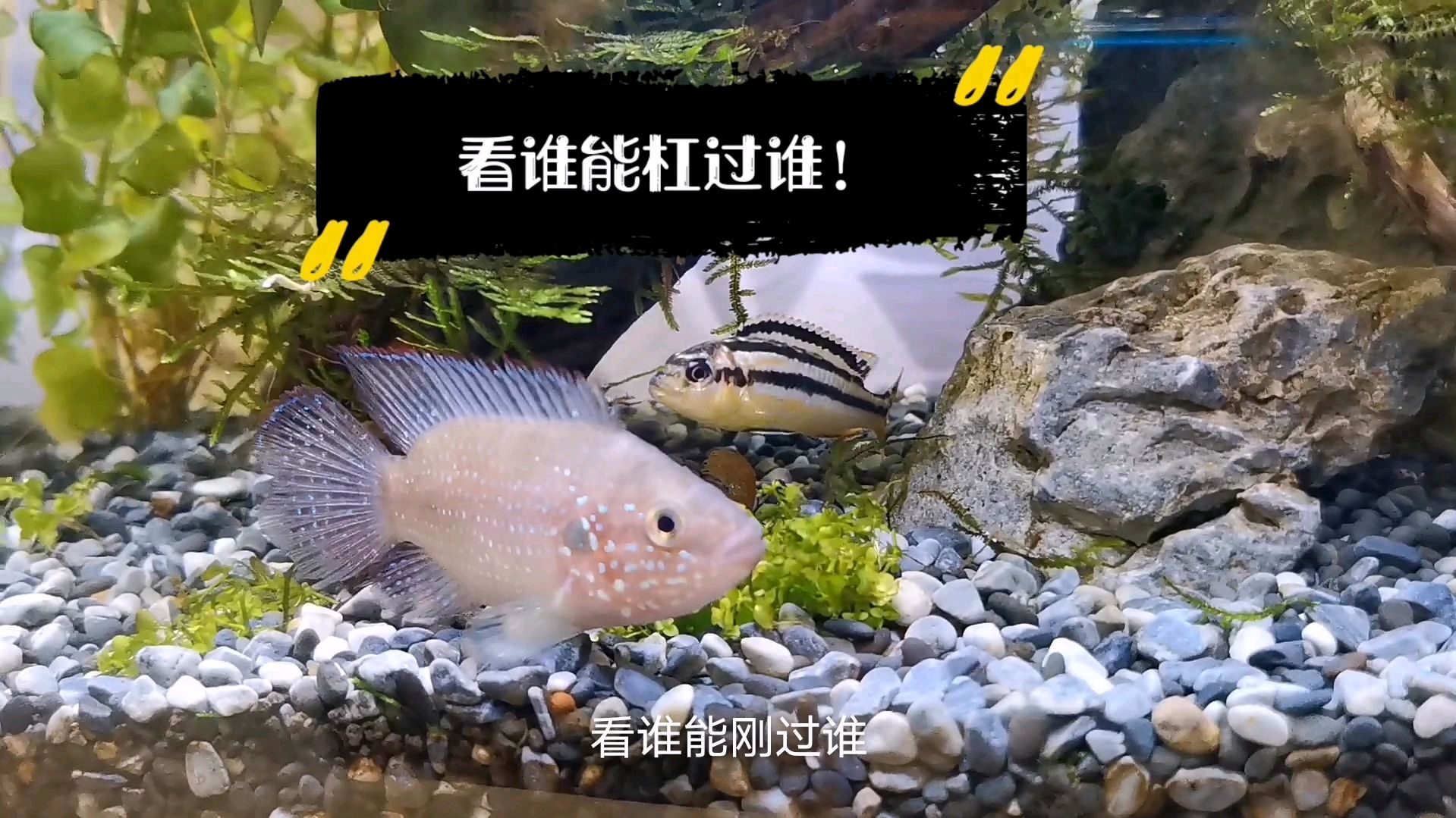 虾虎鱼、红宝石、非洲凤凰、金胎鼠,把你放到一起看谁厉害!