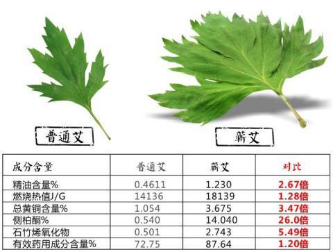 靈秀湖北|蘄春四寶之蘄艾