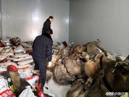 陕西破获特大猎杀濒危野生动物案,分工明确,暗语交流,万伏高压电猎杀!