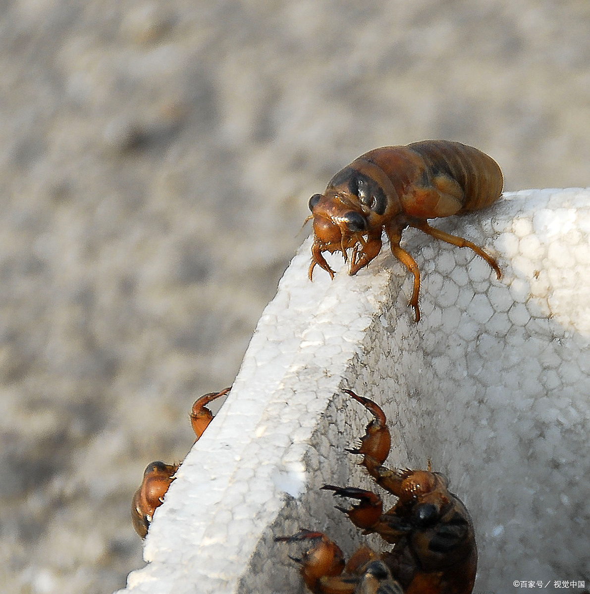小时候你逮过爬叉吗?
