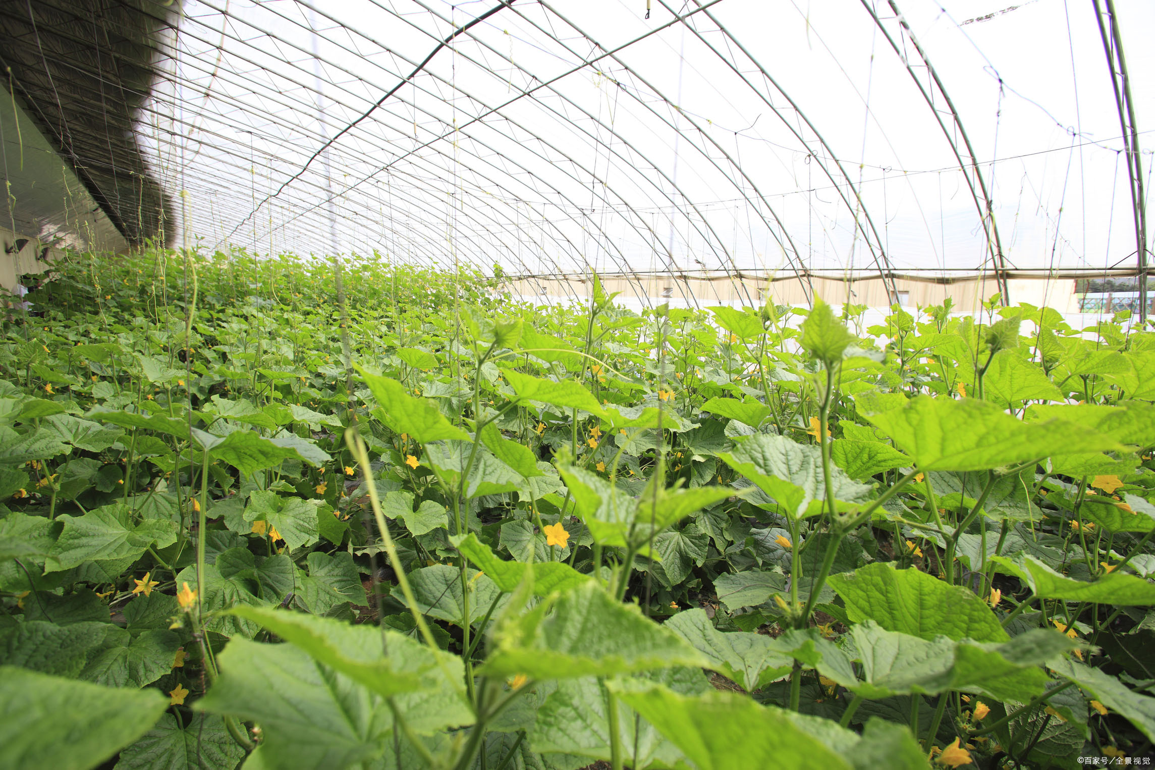 大棚- 热门商品专区