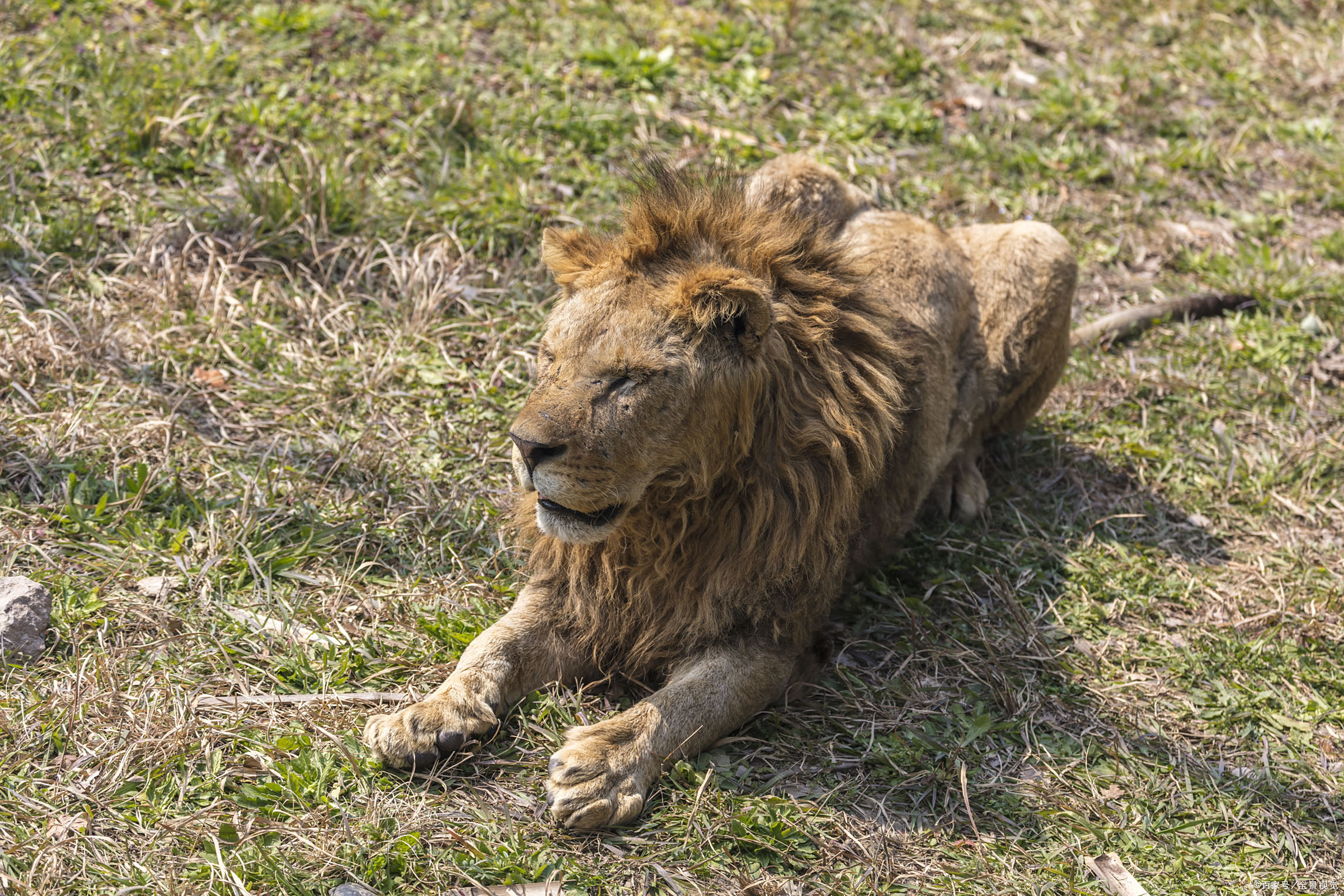 威武霸气的大雄狮