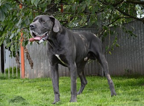 大丹犬,greatdane,体态匀称,肌肉发达健壮,具有王者风范