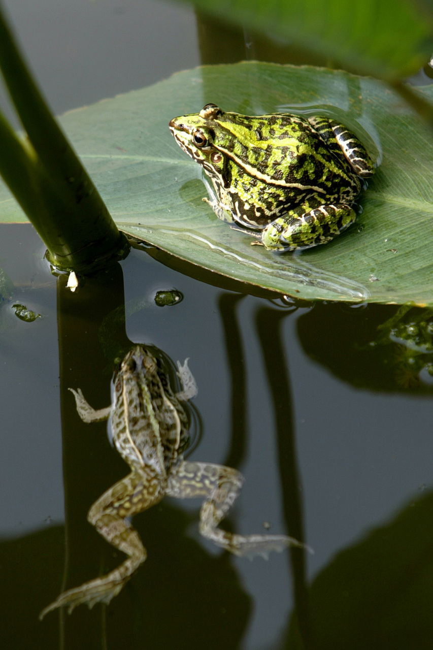 有网友称,在某市场内,有商贩出售崽青蛙,价格不菲.