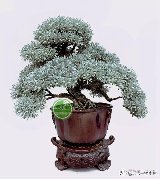 养一盆叶色似雪的雪艾盆景