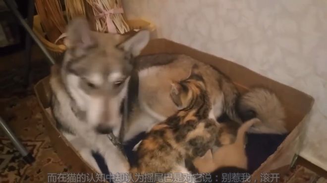 [图]狗狗帮着猫妈妈舔舐小猫咪，真是很有爱的一个大家庭，暖心