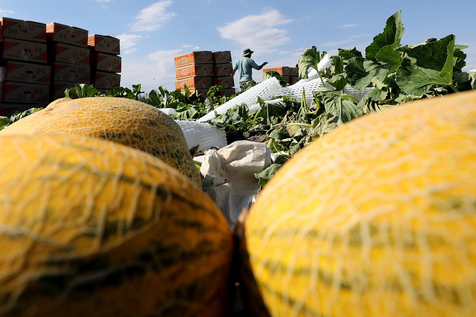 说一下,8-15块钱一斤不等, 我们在内陆地区吃到根本不是新疆哈密瓜