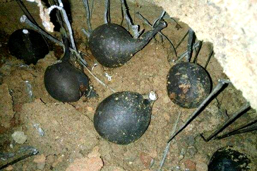 首页 商品专题_黄金乌灵参虽然同属菌类,其实它是没有长成的鸡枞菌