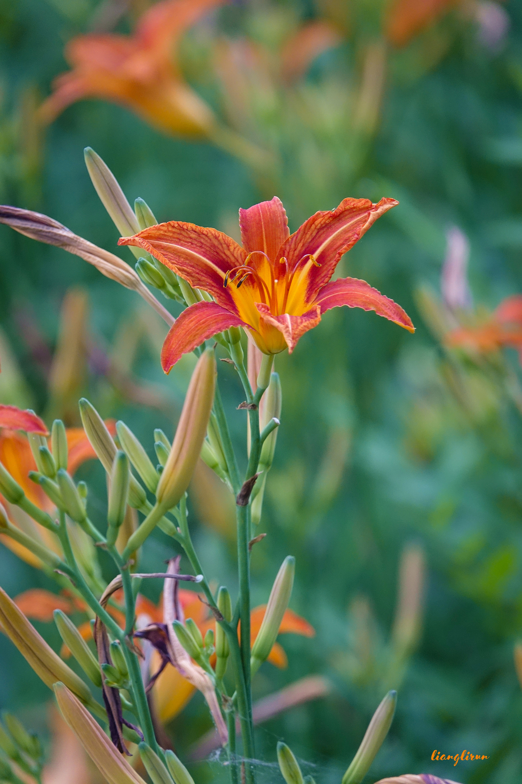 忘忧草又名母亲花