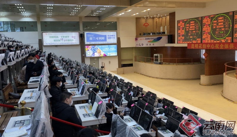 「复工首日」昆明花拍恢复交易 预计2月10日交易量达300万枝