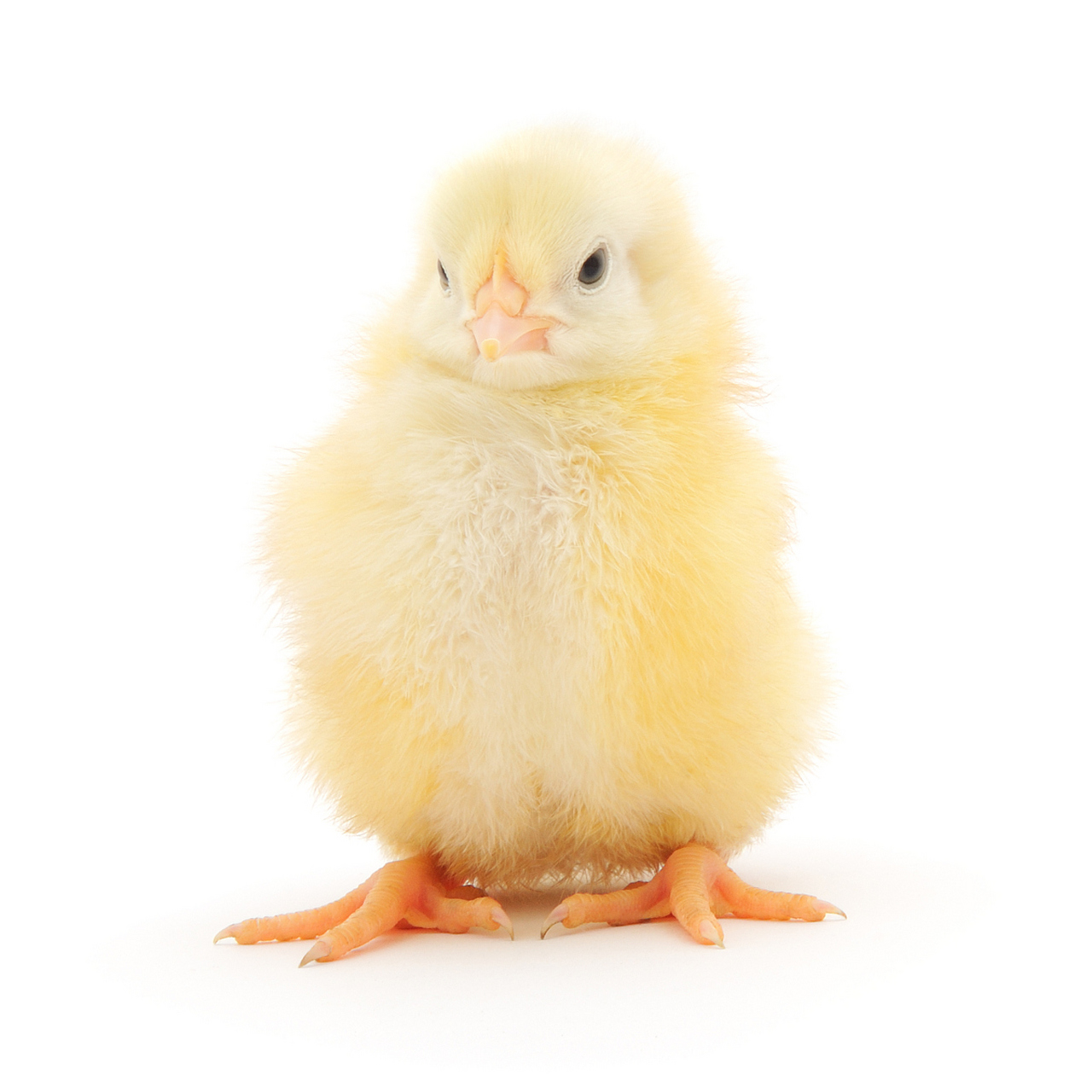 小鸡是常见的小型家禽,只有两条腿,这是鸡类动物的基本特征