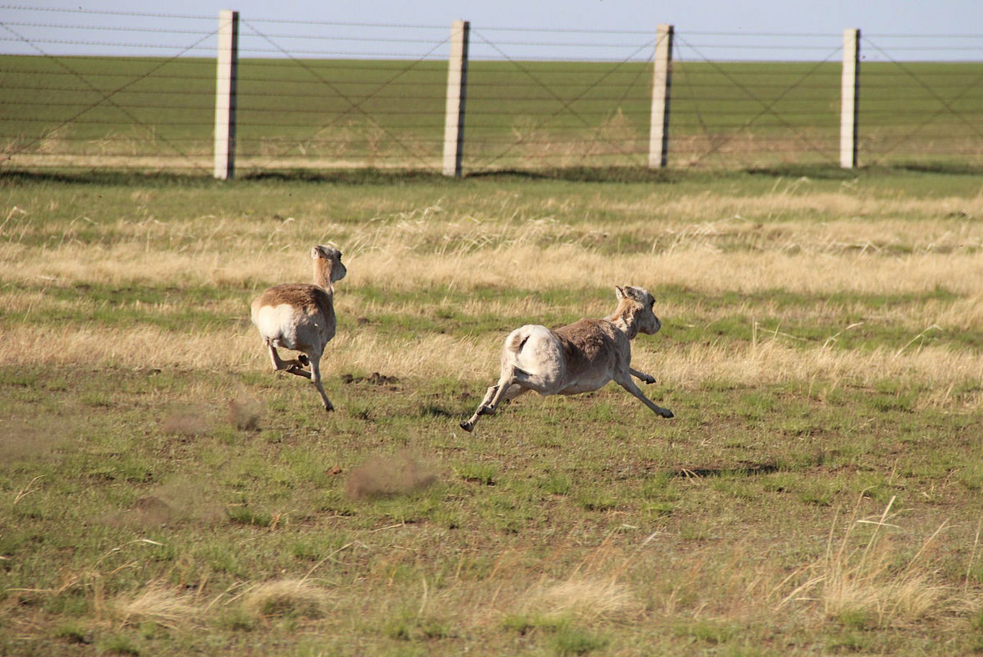 近日,上万只蒙古野生黄羊如潮水般涌入中国,它们跨越了中蒙边境