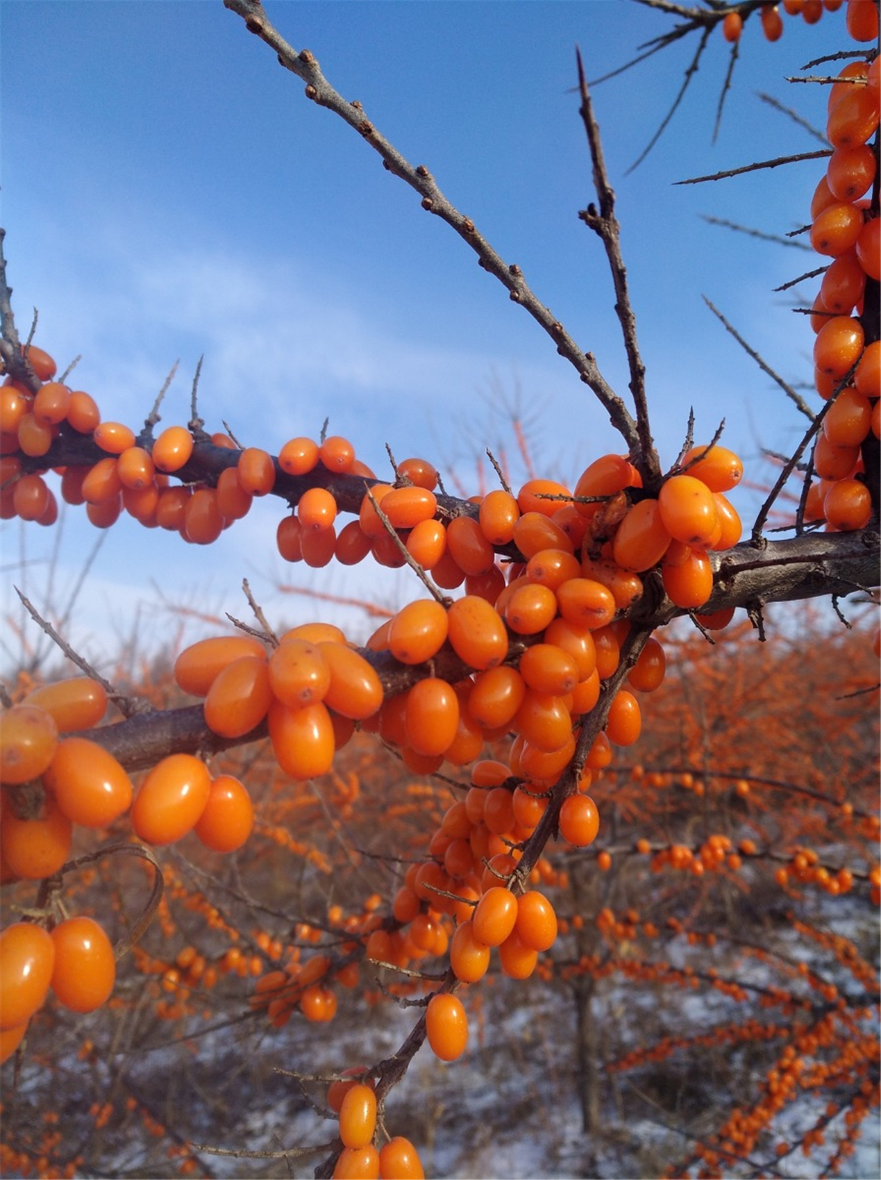 美丽的大东北,七零八零的回忆,曾经的童年当年的回忆!