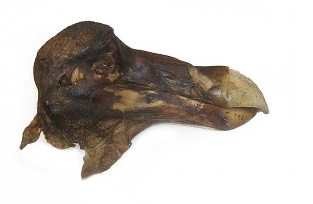 6种已灭绝动物的标本,第3种唯一存在中国