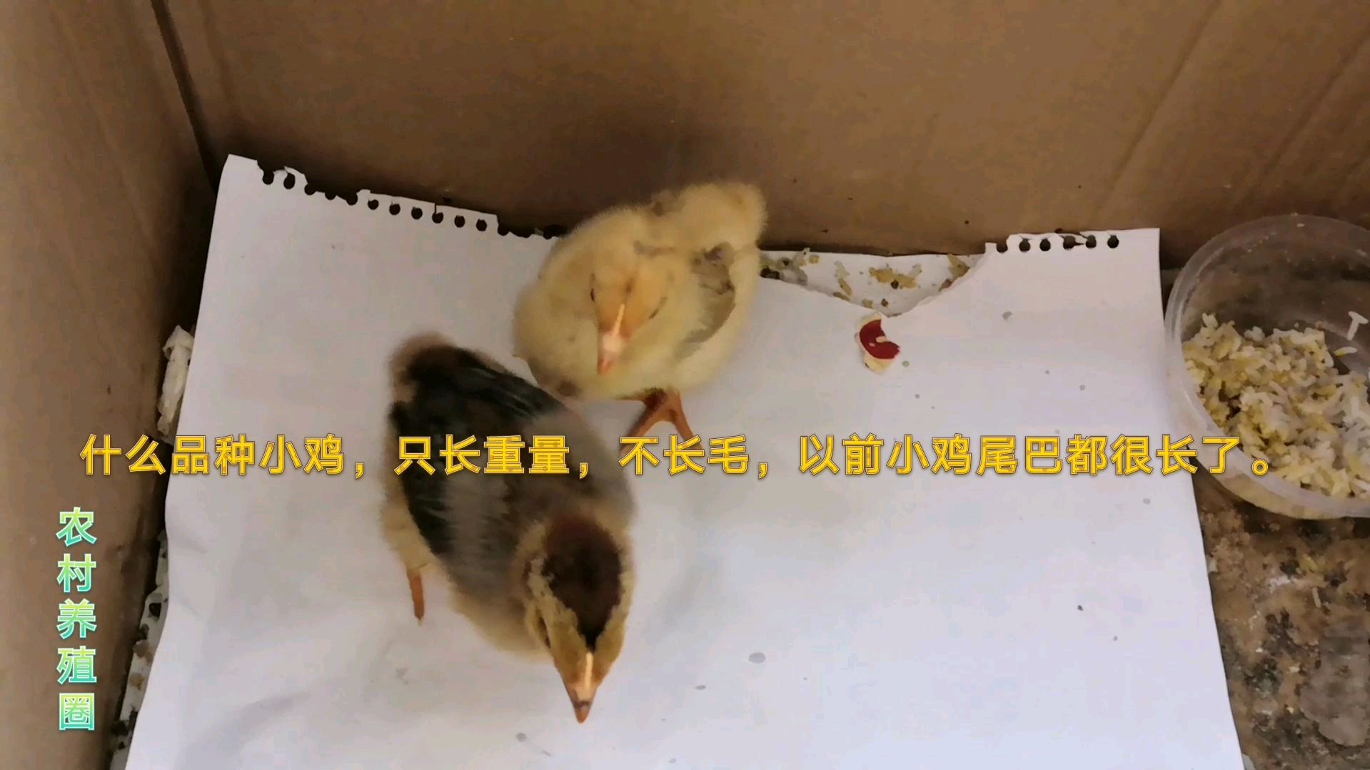 什么品种小鸡?只长重量不长毛,一个星期了还没尾羽