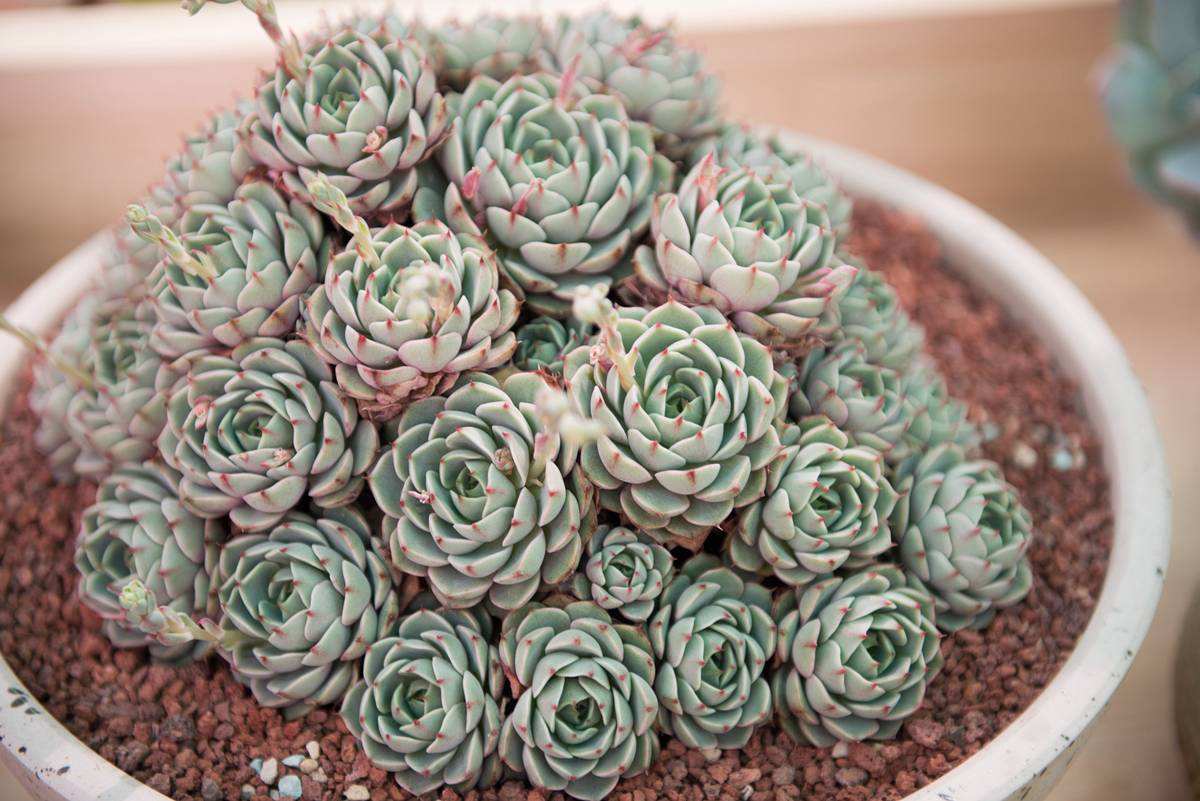 苯巴蒂斯这种多肉,叶片厚实,是多肉中萌系的代表品种