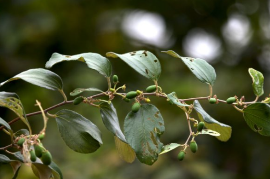 你知道有种水果叫毛叶枣吗?它是这样种植的