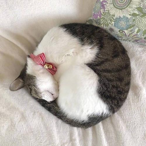 猫咪这样睡觉,说明它不信任你,希望你家没有