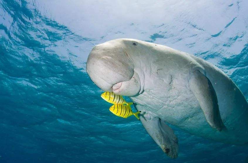 美人鱼是真实存在的吗?细说美人鱼的原型儒艮