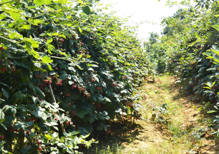 黑莓 种植 - 2020年最新商品信息聚合专区 - 百度爱采购