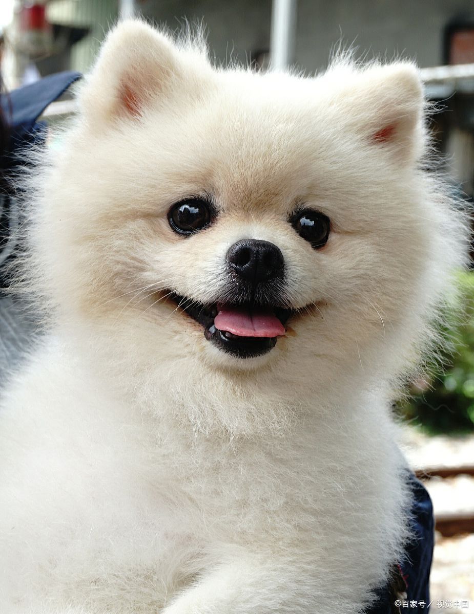 家里养了一只白色的小博美,最近一直掉毛, 搞得全家到处都是狗毛