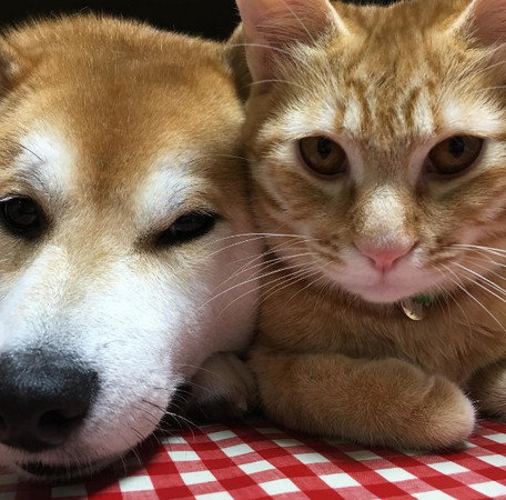 展开宫斗大戏,这5个星座怕是过不了多久就会被打入冷宫!