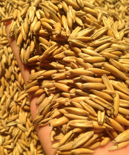 皮燕麦是一种低热量食材,它含有丰富的膳食纤维,平时人们食用它以后有