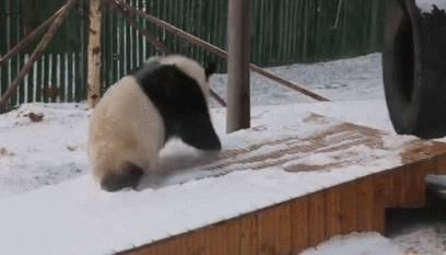 推荐村民用四川话向熊猫打招呼,熊猫边走边扭头相望 网友:人手一只?