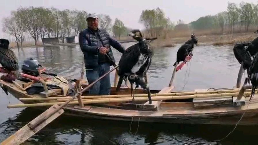 白洋淀鱼鹰,传统捕鱼文化