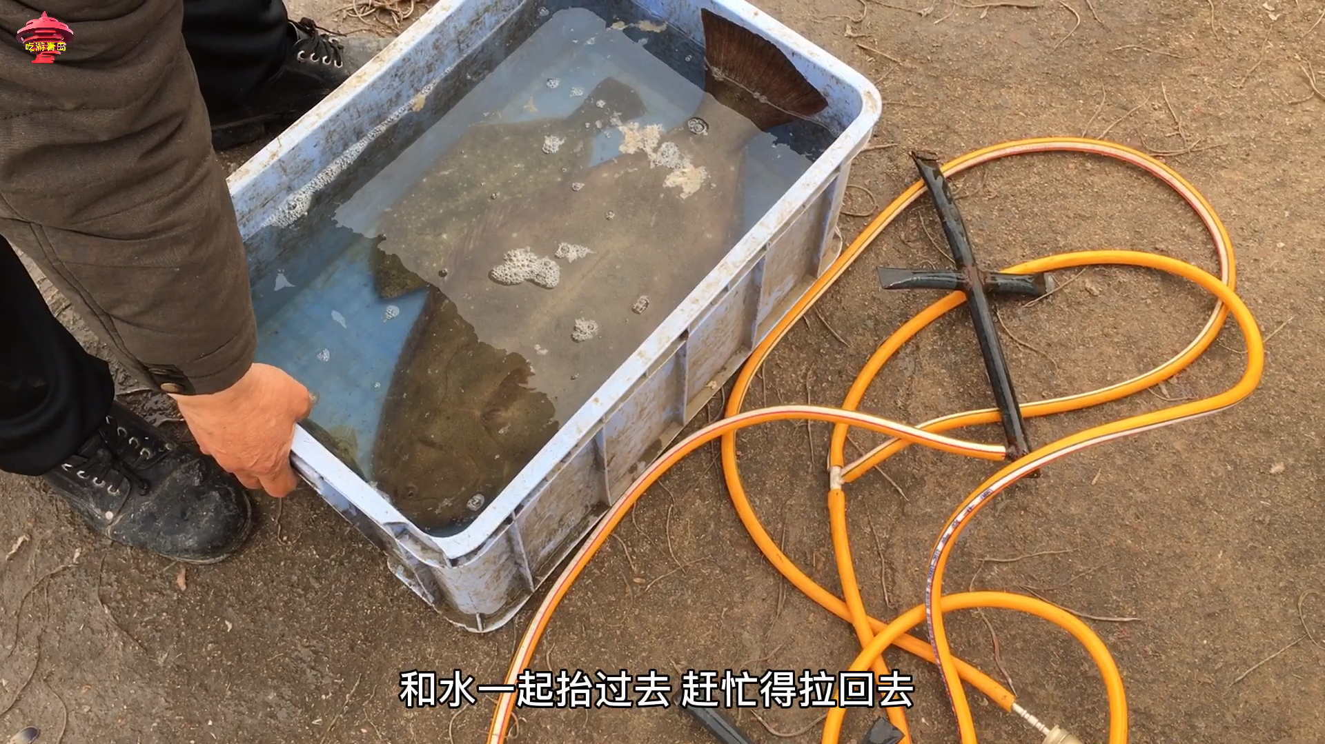 山东青岛,渔民出海捕回7斤重的野生牙片鱼,还是活的,太罕见了