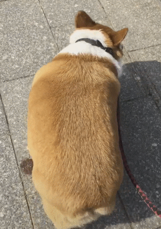 47斤柯基—我就是这条街上最月半的汪~网友:老远看还以为是板凳