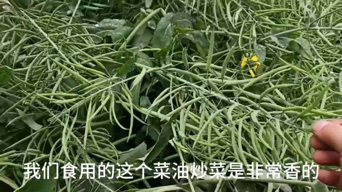 绿色食品油菜籽,原来美丽的菜花结成的油菜籽是这样的